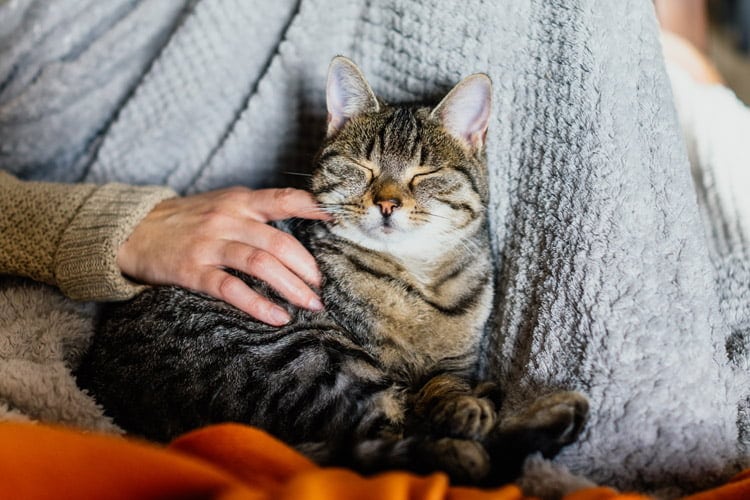 En kattförsäkring ger extra trygghet